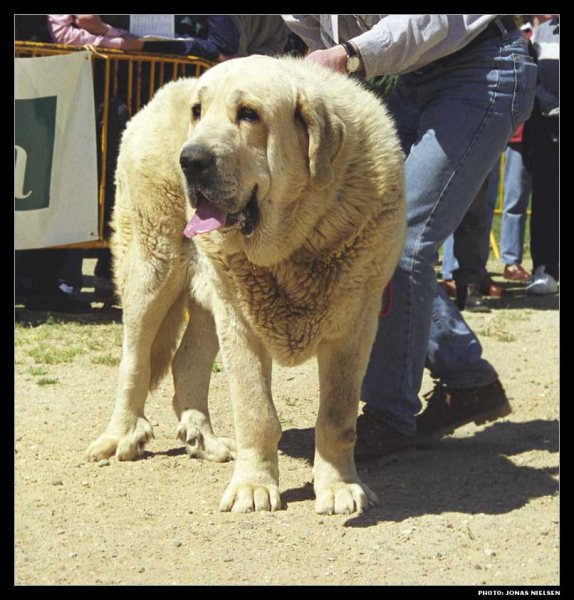 Nalón de Ablanera - Open Class Males, EXC 1º, CAC  - Monográfica AEPME 1999
(Sultán de Trashumancia x Ch. Perla de Ablanera)
Born: 26-03-1997
Breeder & owner: Angel Fernández

Photo: Jonas Nielsen. © Copyright  

Keywords: ablanera 1999