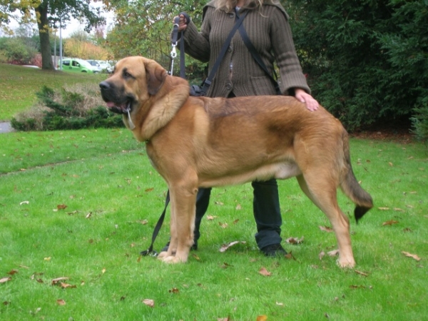 CUPIDON 'Diwan' : EXC 2 - Young Class Males, International Show, Nantes, France 26.10.2008
(Algarrobo X Vaguera du chemin des Puits tournants)
Keywords: 2008