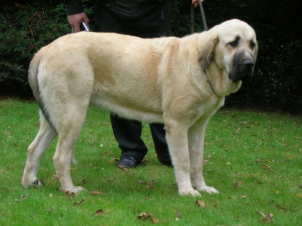 COMËTE: EXC 1, Best Female - Young Class Females, International Show, Nantes, France 26.10.2008
(Algarrobo X Vaguera du chemin des Puits tournants)
Keywords: 2008