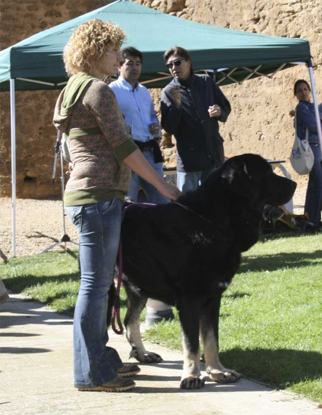 Romero de Valdejera: EXC - Young Class Males, Monográfica AEPME 13.09.08
(Nistos de Valdejera x Nita de Valdejera)

Keywords: 2008