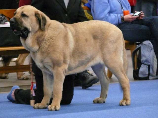 Nelly Tornado Erben: Exc. 1, res. CAC, CACIB, 2nd Best Female - International Dog Show "FINNISH WINNER 2008", Helsinki, Finland - 14.12.2008 
(Baskervil Mastibe x Donelly Tornado Erben)
Born: 31.05.2007 
 
Photo: Lenka Erbenova, kennel Tornado Erben

Keywords: 2008