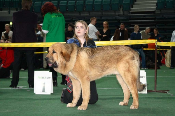 Neron de Filandon, EXC 1, CAJC, best junior, BOB at the age of 9 months! -  INTERNATIONAL SHOW “GRAN-PRI SPRING PETERSBURG” 2007 - 21.04.2007
Keywords: 2007 cortedemadrid