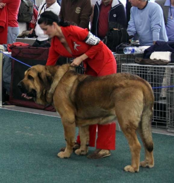 Nero Tornado Erben: exc 1, CAC, CACIB, World Winner - Open Class Males, World Dog Show 2009, Bratislava
