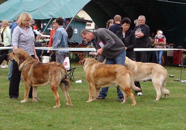 Junior Class Males, Specialty Show Moloss Breeds, Nezamyslice, CZ, 12.09.09
Keywords: 2009