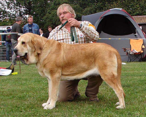 Abonni Con Fundo: Exc 1, CAC, Winner of Specialty Show - Open Class Females, Specialty Show Moloss Breeds, Nezamyslice, CZ, 12.09.09
Keywords: 2009 confundo