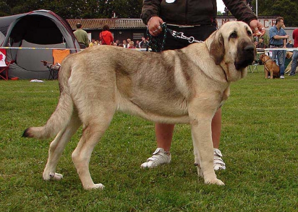 Akiza z Belinskej doliny: Very Good 2 - Junior Class Females, Specialty Show Moloss Breeds, Nezamyslice, CZ, 12.09.09
Keywords: 2009