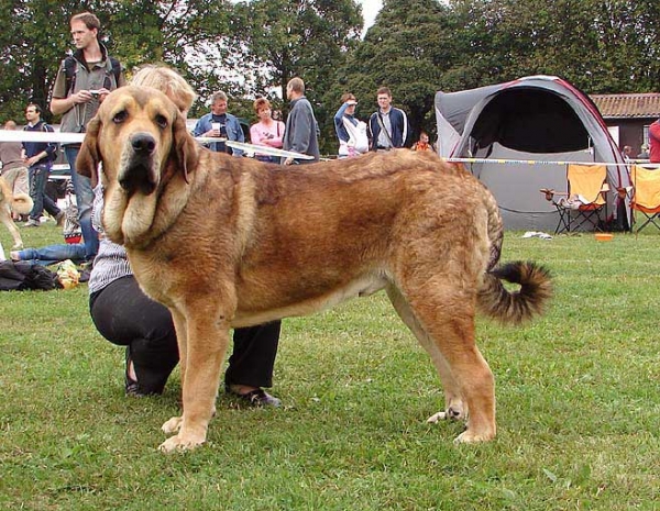 Anuler Alano: Exc 1, CAJC, Junior Winner of Specialty Show, BOB - Junior Class Males, Specialty Show Moloss Breeds, Nezamyslice, CZ, 12.09.09
Keywords: 2009 mastibe anuler