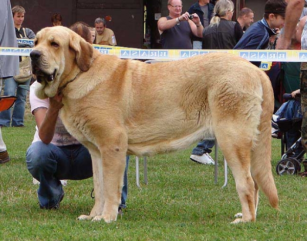 Amie Con Fundo: Exc 1, CAC - Intermediate Class Females, Specialty Show Moloss Breeds, Nezamyslice, CZ, 12.09.09
Keywords: 2009 confundo