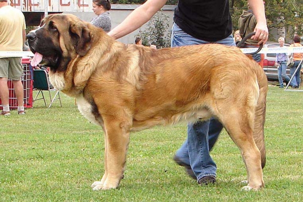 Aragon vom Eisinger Land: Exc 1, CAC, Winner of Specialty Show - Open Class Males, Specialty Show Moloss Breeds, Nezamyslice, CZ, 12.09.09
Keywords: 2009 sokol