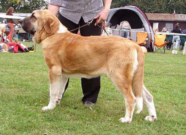 Casto de Torreanaz: VP 1, Primus Puppy, BIS Puppy Male - Puppy Class Males, Specialty Show Moloss Breeds, Nezamyslice, CZ, 12.09.09
Keywords: 2009 mastibe torreanaz