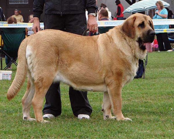 Cheer z Kraje sokolu: Exc 2, Res.CAC - Intermediate Class Females, Specialty Show Moloss Breeds, Nezamyslice, CZ, 12.09.09
Keywords: 2009 sokol