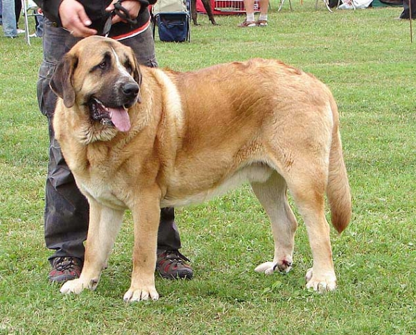 Chiwas z Kraje sokolu: Exc 1, CAC - Intermediate Class, Specialty Show Moloss Breeds, Nezamyslice, CZ, 12.09.09
Keywords: 2009 sokol