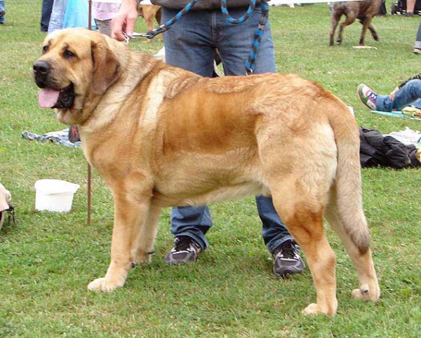 Churchill z Kraje sokolu: Exc 2 - Junior Class Males, Specialty Show Moloss Breeds, Nezamyslice, CZ, 12.09.09
Keywords: 2009 sokol