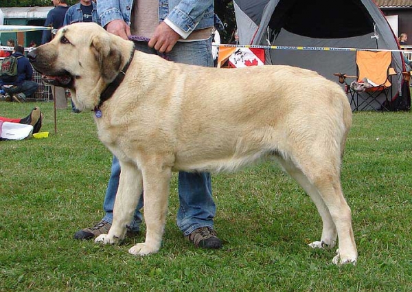 Enchilada Fre-Su: Very Good 2 - Open Class Females, Specialty Show Moloss Breeds, Nezamyslice, CZ, 12.09.09
Keywords: 2009 fresu