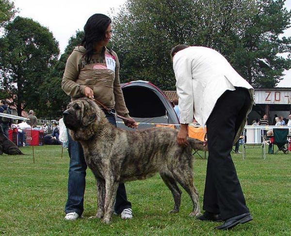 Holly Mastibe: Exc 1, CAC - Champion Class Females, Specialty Show Moloss Breeds, Nezamyslice, CZ, 12.09.09
Keywords: 2009 mastibe