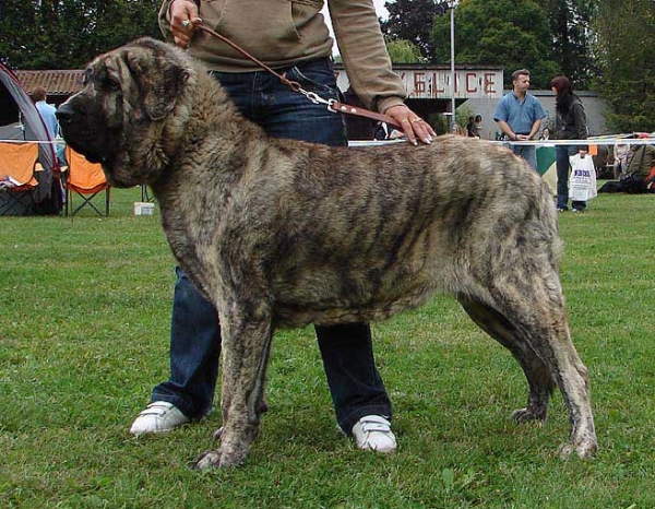 Holly Mastibe: Exc 1, CAC - Champion Class Females, Specialty Show Moloss Breeds, Nezamyslice, CZ, 12.09.09
Keywords: 2009 mastibe