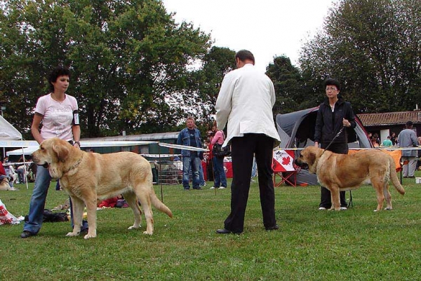 Intermediate Class Females, Specialty Show Moloss Breeds, Nezamyslice, CZ, 12.09.09
Keywords: 2009