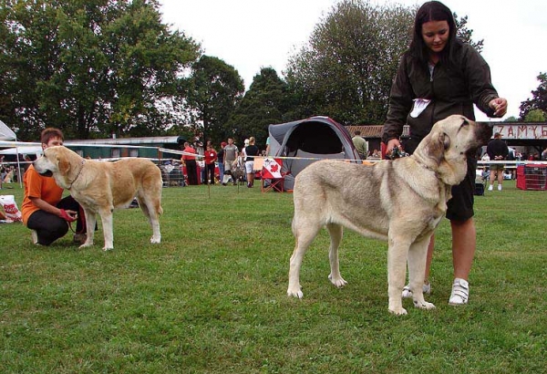 Junior Class Females, Specialty Show Moloss Breeds, Nezamyslice, CZ, 12.09.09
Keywords: 2009