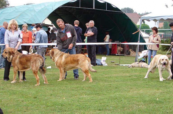 Junior Class Males, Specialty Show Moloss Breeds, Nezamyslice, CZ, 12.09.09
Keywords: 2009