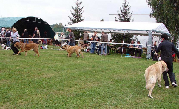 Junior Class Males, Specialty Show Moloss Breeds, Nezamyslice, CZ, 12.09.09
Keywords: 2009