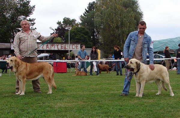 Open Class Females, Specialty Show Moloss Breeds, Nezamyslice, CZ, 12.09.09 
Keywords: 2009