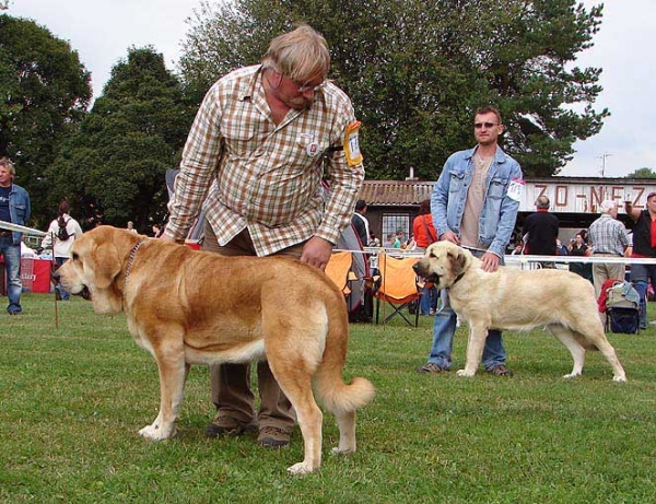 Open Class Females, Specialty Show Moloss Breeds, Nezamyslice, CZ, 12.09.09
Keywords: 2009