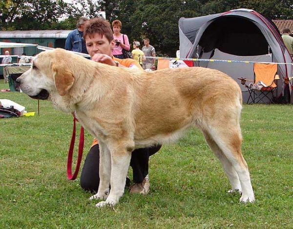 Queen of Hearts Tornado Erben: Exc 1, CAJC, Junior Winner of Specialty Show - Junior Class Females, Specialty Show Moloss Breeds, Nezamyslice, CZ, 12.09.09
Keywords: 2009 tornado