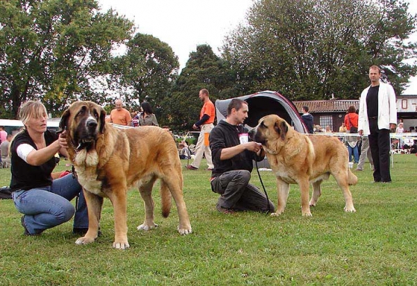 Ring Winner Males, Specialty Show Moloss Breeds, Nezamyslice, CZ, 12.09.09
Keywords: 2009