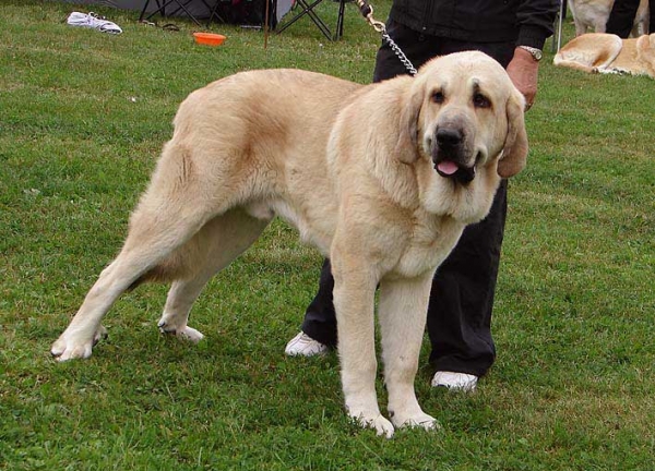 Sereno Tornado Erben: Exc 3 - Junior Class Males, Specialty Show Moloss Breeds, Nezamyslice, CZ, 12.09.09
Keywords: 2009 tornado