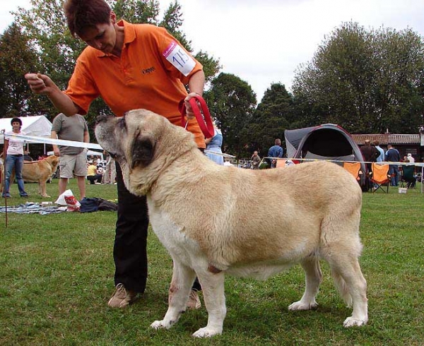 Tecla de Valdejera: Exc 1, Winner of Class - Veteran Class Females, Specialty Show Moloss Breeds, Nezamyslice, CZ, 12.09.09
Salomon de Valdejera X Senda de Valdejera
Born: 07.03.2002
Keywords: 2009 tornado valdejera veteran veterano