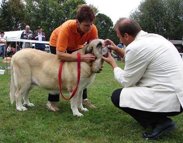 Tecla de Valdejera: Exc 1, Winner of Class - Veteran Class Females, Specialty Show Moloss Breeds, Nezamyslice, CZ, 12.09.09
Salomon de Valdejera X Senda de Valdejera
Born: 07.03.2002
Keywords: 2009 tornado valdejera veteran veterano