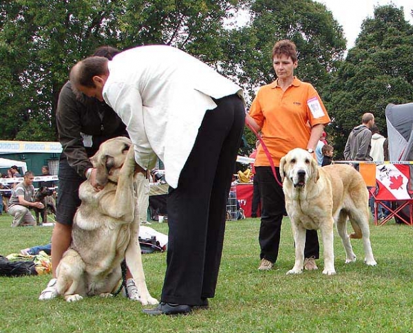 Junior Class Females, Specialty Show Moloss Breeds, Nezamyslice, CZ, 12.09.09
Keywords: 2009