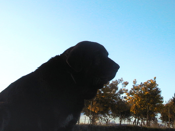 Nico - Oeando el Valle
A nico le gusta divisar los movimiento desde lo alto del valle donde vive. 
