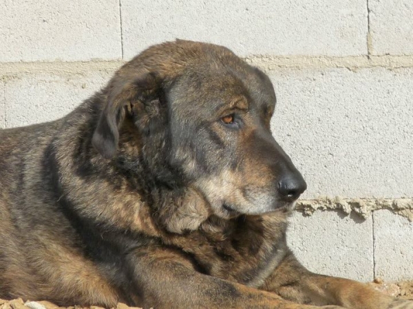 Adoption 2012 - NICO
From http://molosos.mforos.com/1624145/10472779-nico-x-mastin-espanol-3-anos-recal-badajoz/

X Mastin Español 3 años. RECAL Badajoz
Nombre: NICO
Raza: Cruce Mastin español
Tamaño: Grande. 71 cms. 
Sexo: Macho castrado
Edad: 3 años
Fecha llegada: ?
Carácter: Cariñoso. Simpático. Noble. No ha tenido problemas con los demás perros.
Salud: Castrado.
Historia: ?
Requisitos: ?
Urgencia: ?
Provincia: Badajoz
Publicado 16.01.2012

Contacto: mercedeshurtado82©gmail.com

Keywords: Badajoz