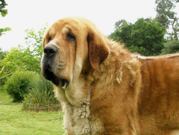 Nilo de Campollano - father of Tornado Erben puppies born 05.08.08
