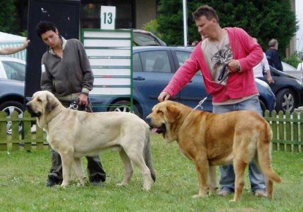 Ramonet (Los Payuelos): Exc. 1, CAJC & Historia Tornado Erben: Exc. 1, CAC, CACIB, BOB - International show, Nitra 03.06.2007
Ramonet: (Ron de Babia x Trufa de Trashumancia) - Born: 28.03.2006
Historia: (Druso de la Aljabara x Cassandra Tornado Erben) - Born: 11.08.2005  
Keywords: 2007 tornado confundo