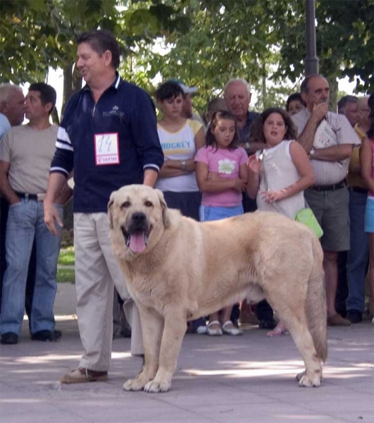 Caruso - Young Class Males - Monográfica AEPME, Valencia de Don Juan 02.09.2006
(Ch. Cañon de Fuente Mimbre x Seda de Cueto Negro)
Born: 01.04.2005 
Keywords: 2006