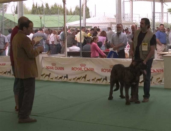 Romeo - Young Class Males - Specialty Show Spanish Breeds, Archidona - 29.05.2005
(Ulises de Babia x Turbia de Los Zumbos)
Born: 08-09-2004
Breeder: Pedro Alvarez Barriada
Owner: Antonio Martínez 
 
 

Keywords: 2005