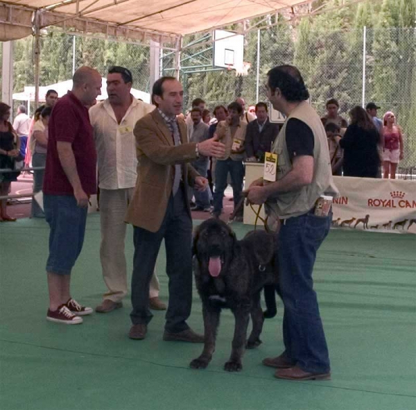 Romeo - Young Class Males - Specialty Show Spanish Breeds, Archidona - 29.05.2005
(Ulises de Babia x Turbia de Los Zumbos)
Born: 08.09.2004
Breeder: Pedro Alvarez Barriada
Owner: Antonio Martínez  

Keywords: 2005