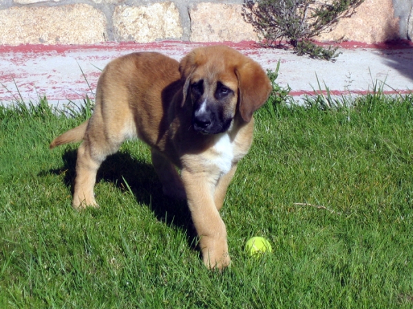 Norton - 2 months old
Klíčová slova: puppyspain Ernesto
