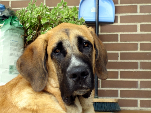 Norton - 6 months old
Keywords: Ernesto head portrait cabeza