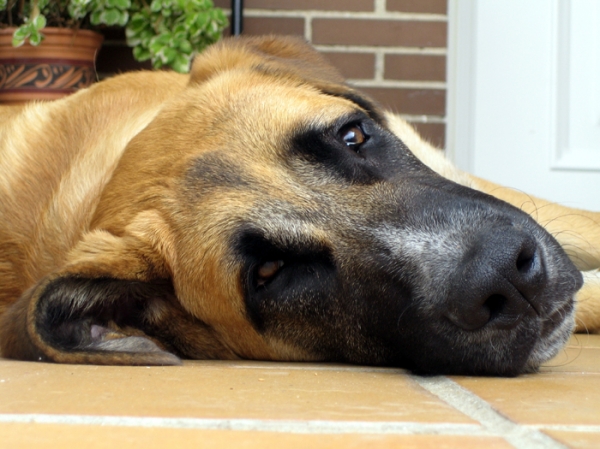 Norton - 6 months old
Keywords: Ernesto head portrait cabeza