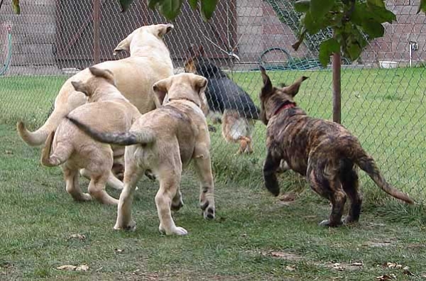 Mastines from Mastibe - MASTÍN ESPAÑOL PHOTO OF THE YEAR 2006
"MASTINES FROM KENNEL MASTIBE"
with the points: 92 ( 4.6 x 20 votes) 
Owner: Iva Jarova 

Keywords: mastibe