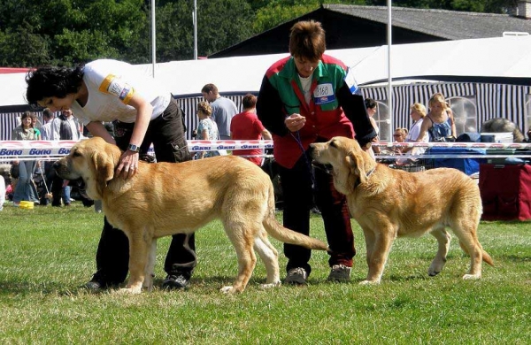 Amie Con Fundo: Very Promising 1 & Anabel Con Fundo: Very Promising 3 - Baby Class Females, National Show Mlada Boleslav 20.07.2008
(Basil Mastifland x Historia Tornado Erben)

Photo sent by Lenka Erbenova - © Copyright 
Keywords: 2008 confundo