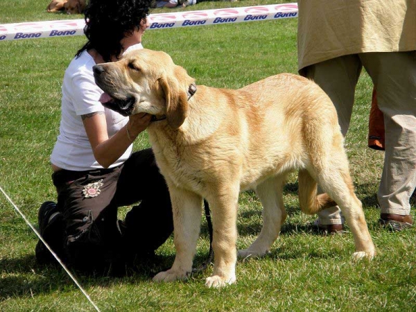 Amie Con Fundo: Very Promising 1 - Baby Class Females, National Show Mlada Boleslav 20.07.2008
(Basil Mastifland x Historia Tornado Erben)

Photo sent by Lenka Erbenova - © Copyright 
Keywords: 2008 confundo