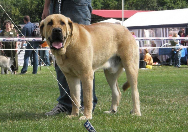 Anry Calverota: EXC 2 - Young Class Males, National Show Mlada Boleslav 20.07.2008
(Unique du Domaine du Runneval x Ginny Mastibe)

Photo sent by Lenka Erbenova - © Copyright 

Keywords: 2008 calverota