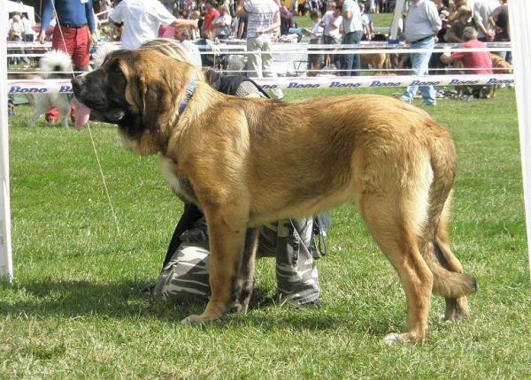 Aragon vom Eisinger Land: Very Promising 1 - Puppy Class Males, National Show Mlada Boleslav 20.07.2008
(Arak z Kraje Sokolu x Luana von Haus vom Steraldted)

Photo sent by Lenka Erbenova - © Copyright 
Keywords: 2008