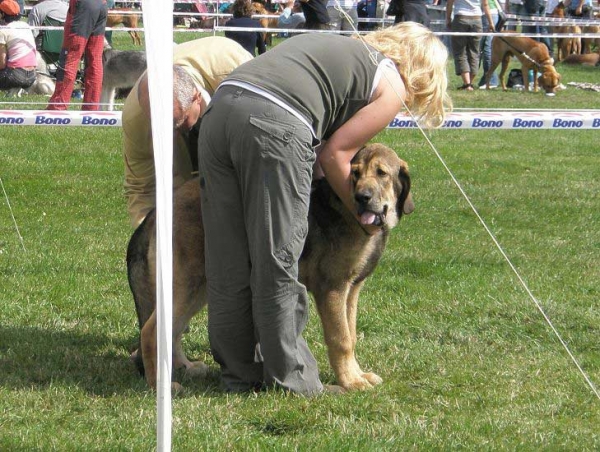 Argento Con Fundo: Very Promising 1 - Baby Class Males, National Show Mlada Boleslav 20.07.2008
(Basil Mastifland x Historia Tornado Erben)

Photo sent by Lenka Erbenova - © Copyright 

Keywords: 2008 confundo