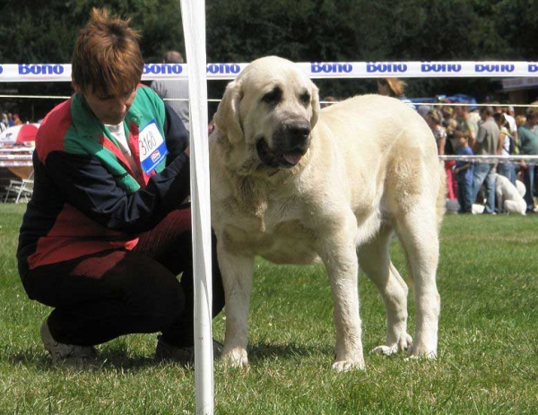 Azura Black Hanar: EXC 1 - Open Class Females, National Show Mlada Boleslav 20.07.2008
(Dionysos Tornado Erben x Fusil de Chispa Ha-La-Mü)

Photo sent by Lenka Erbenova - © Copyright 

Keywords: 2008