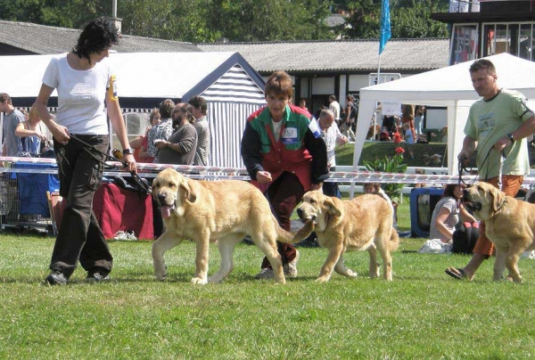 Baby Class Females - National Show Mlada Boleslav 20.07.2008
Photo sent by Lenka Erbenova - © Copyright 
Nyckelord: 2008